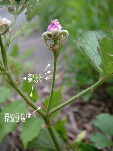 ナワシロイチゴ茎.jpg