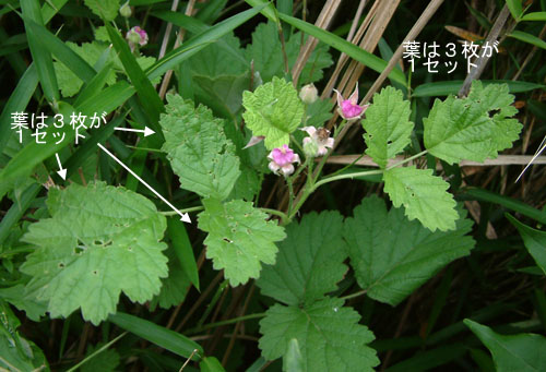 ナワシロイチゴ葉.jpg