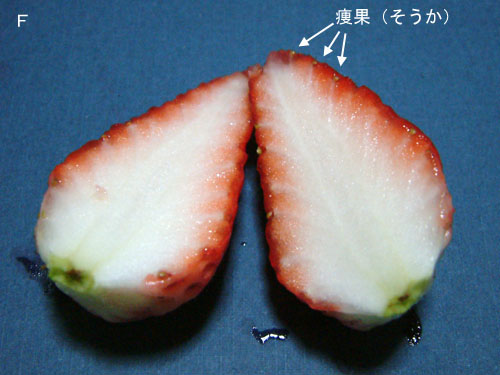 いちごタ断面.jpg