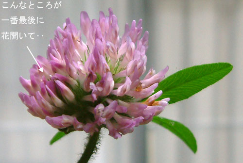 ムラサキツメクサ花2.jpg