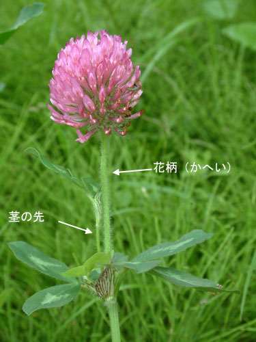 ムラサキツメクサ花71.jpg