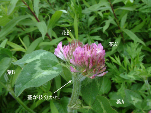 ムラサキツメクサ花双子4.jpg