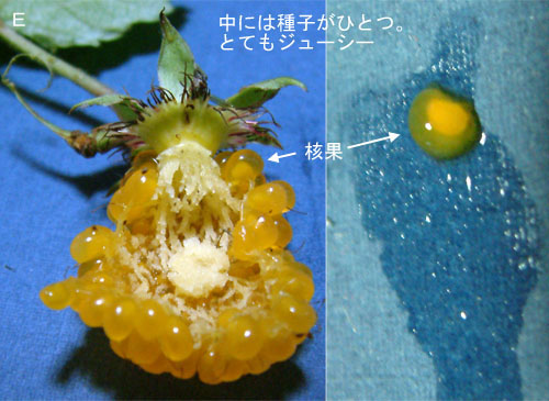 モミジイチゴタ断面.jpg