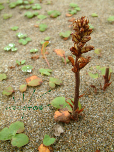 初夏の花 ふらり自然の中へ