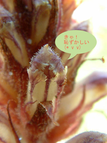 ヤセウツボ蕾.jpg