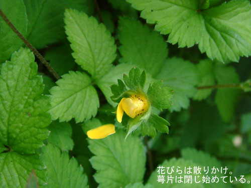 ヤブヘビイチゴ花後.jpg