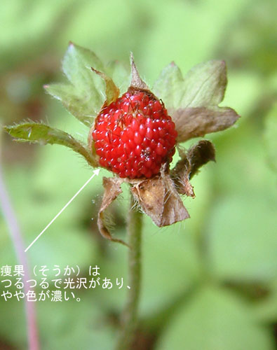 ヤブヘビイチゴタ2.jpg