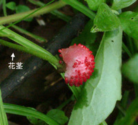 ヤブヘビイチゴタ食べかけ.jpg