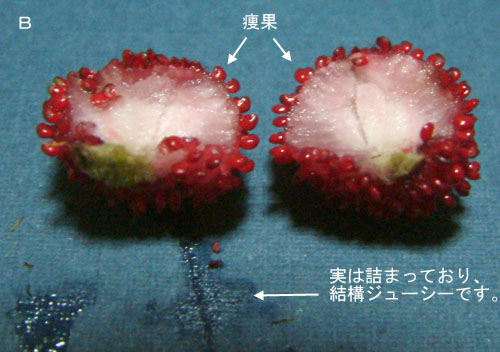 ヤブヘビイチゴタ断面.jpg