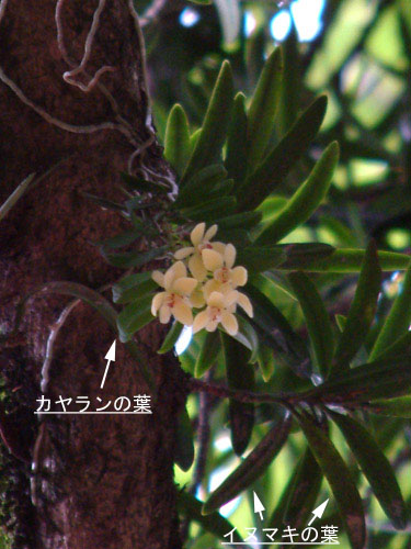 カヤラン花のコピー.jpg