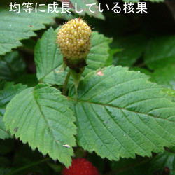 クサイチゴ果タ青1.jpg