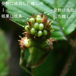 クサイチゴ果タ青2.jpg