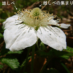 クサイチゴ花3.jpg