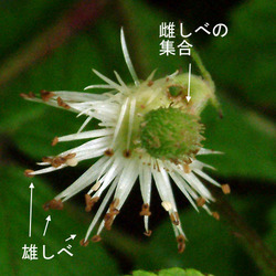 クサイチゴ花後.jpg