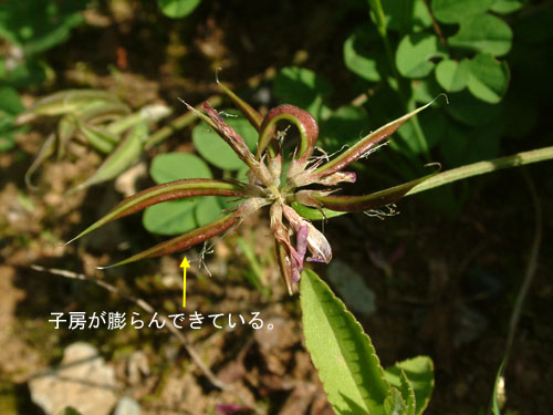 ゲンゲ マメ科の花を代表して ふらり自然の中へ