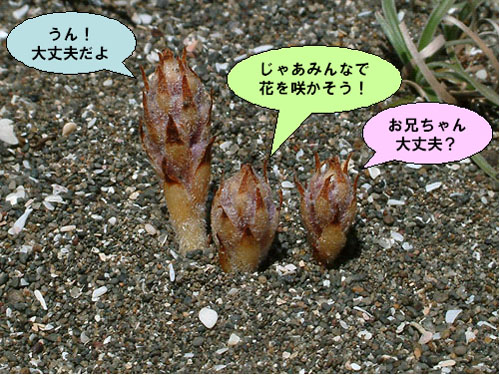 ハマウツボ兄弟.jpg
