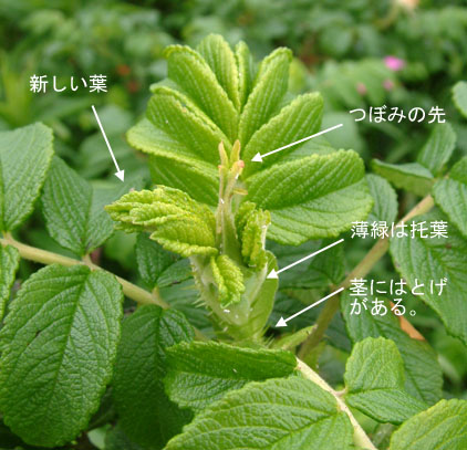 ハマナシつぼみ.jpg