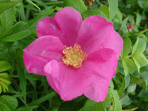ハマナシ花.jpg
