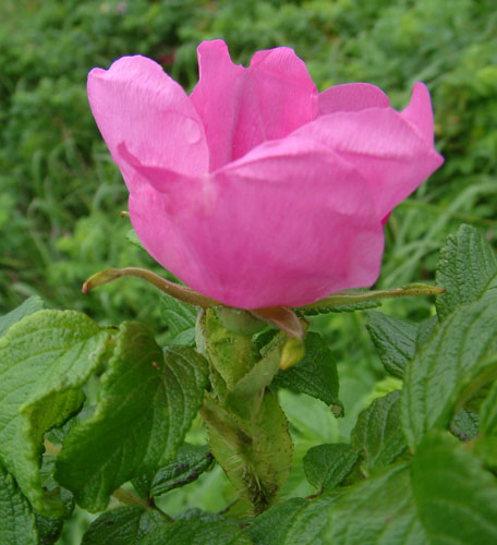 ハマナシ花2.jpg
