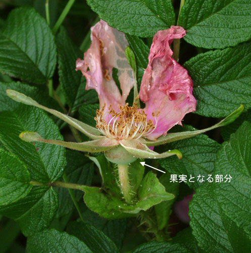 ハマナシ花後.jpg