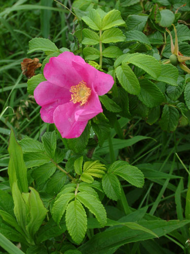 ハマナシ花全体.jpg